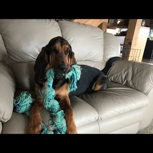 Meet your Posher, Cheyenne